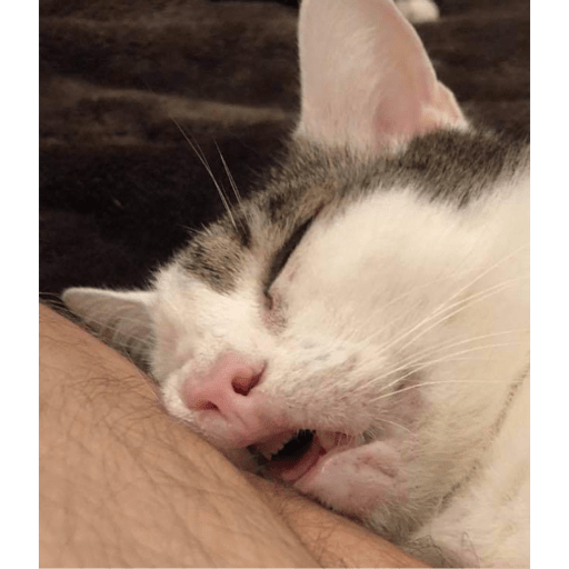 Meme kucing 29