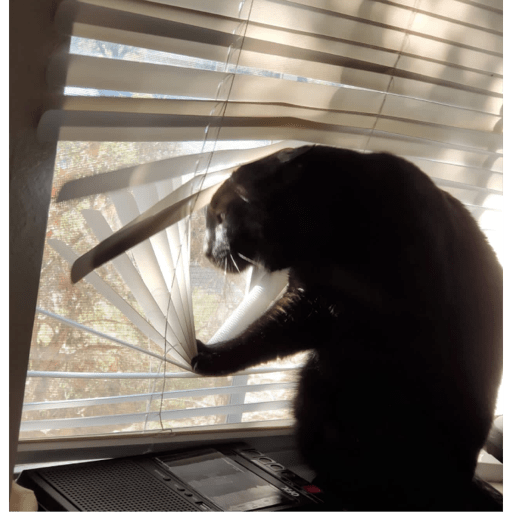 Meme kucing 27