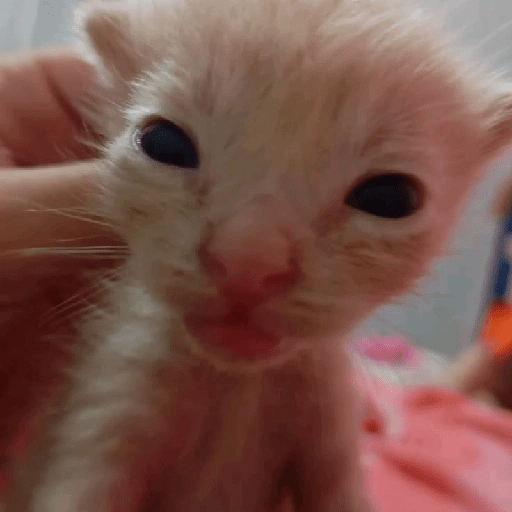 Gatitos 😾 7