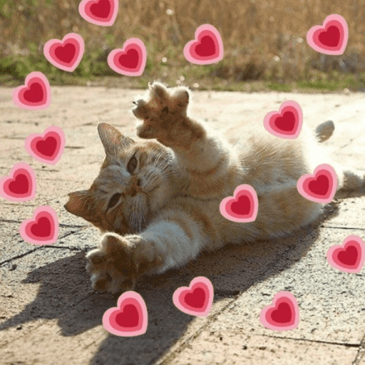 Gatinhos fofos 6