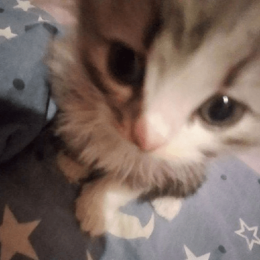 Gatitos 😾 6