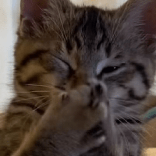 Gatos 9