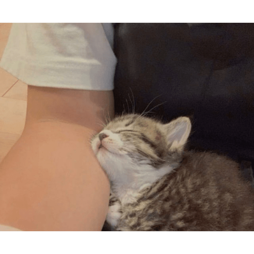 Meme kucing 16