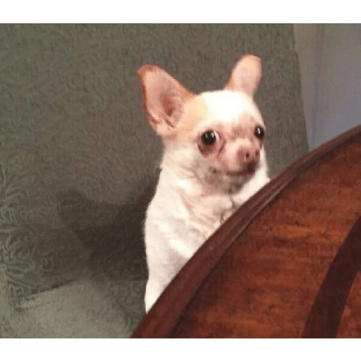 Chihuahuas 🫢 6