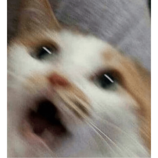 Meme kucing 19