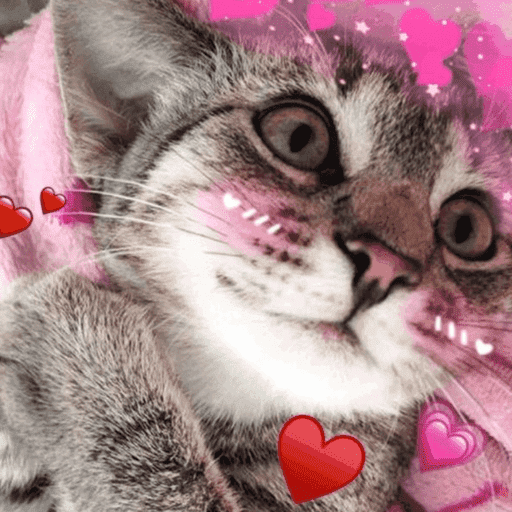 Gatinhos fofos 2