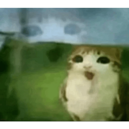 Meme Gato Random 🤣 xdxd 🐈 6