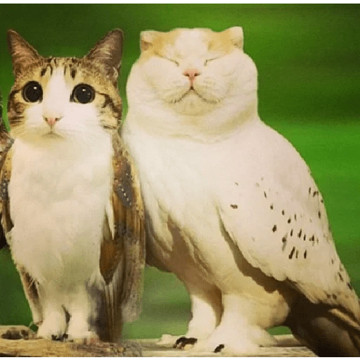 Meme Gato Random 🤣 xdxd 🐈 8