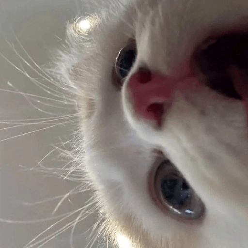 Gatitos 🥰🥰 2