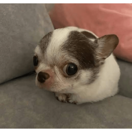 Chihuahuas 🫢 2