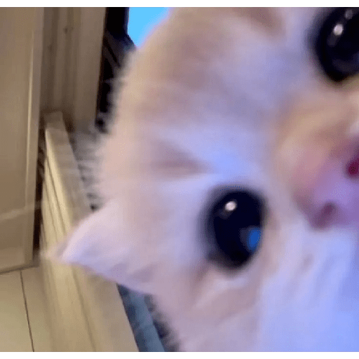 Gatitos 🥰🥰 9