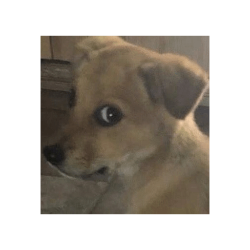 Perritos 🤭 2