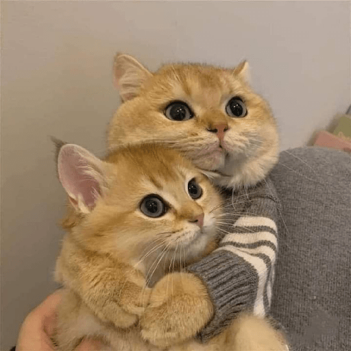 Meme kucing 30