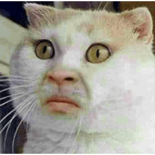Meme kucing 14