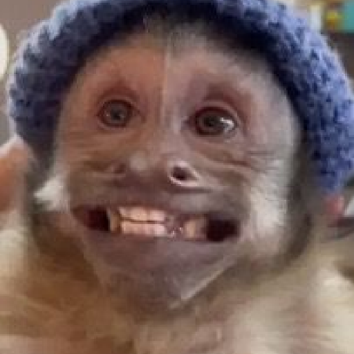 Monos 🐒 6