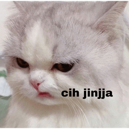 Meme kucing 7