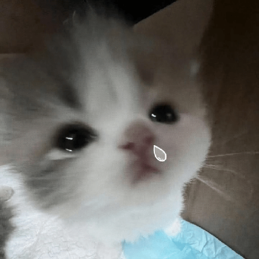 Gatito triste 🥺 2