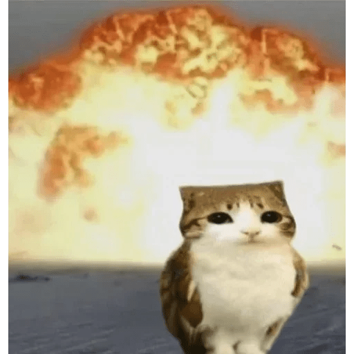 Meme Gato Random 🤣 xdxd 🐈 2