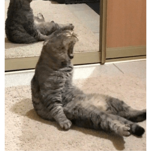 Meme kucing 25