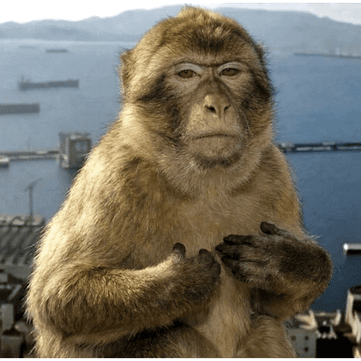 Monkey 2 5