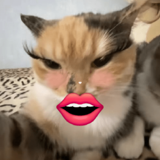 Gatos 6