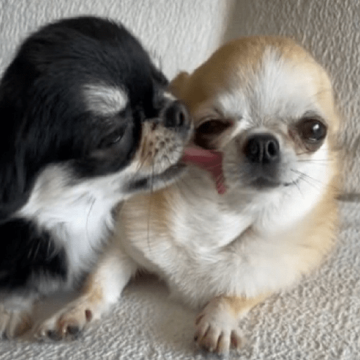 Perritos 🐕 1