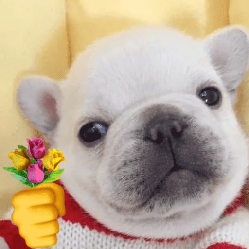 Pibble 1