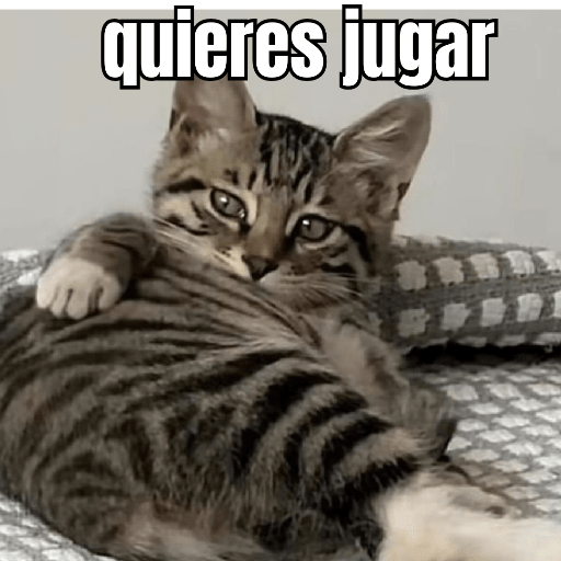 Gatos 4