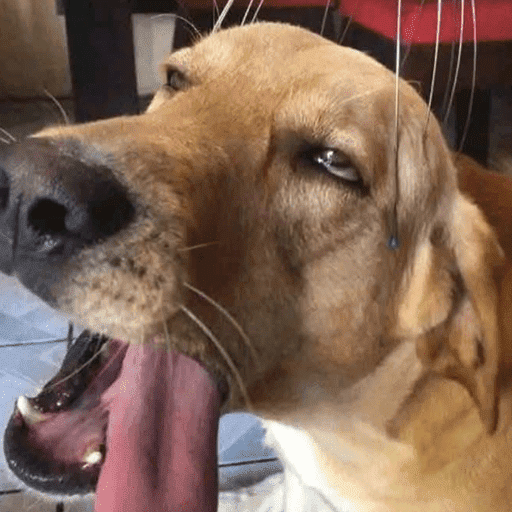 Animais engraçados  2