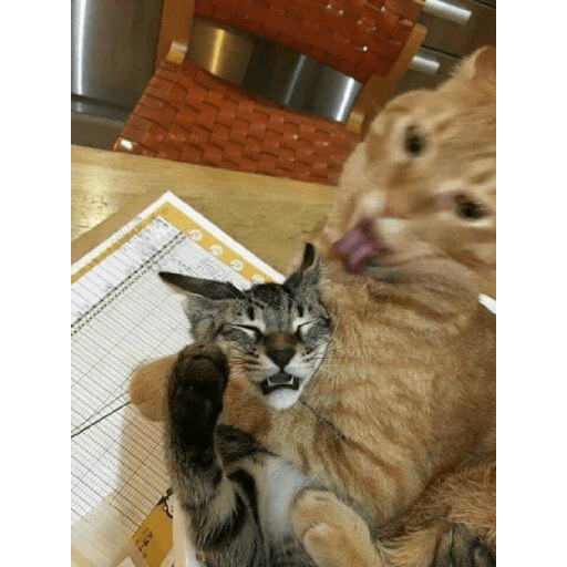 Meme kucing 25