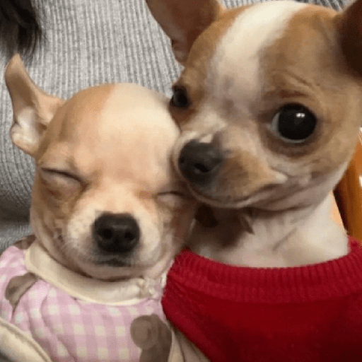 Perritos 🐕 2