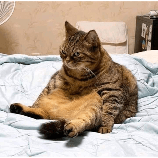 Meme kucing 2