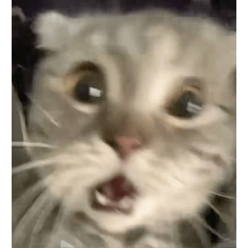 Gatitos 🥰🥰 7