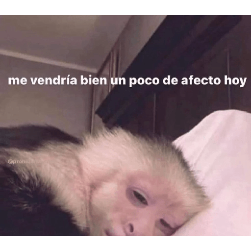 Monos 🤭 3