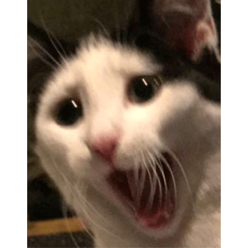 Meme kucing 20