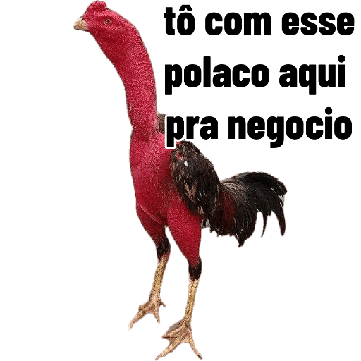 As melhores figurinhas 29