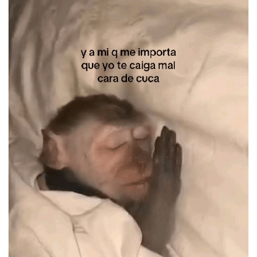 Monos 🤭 2