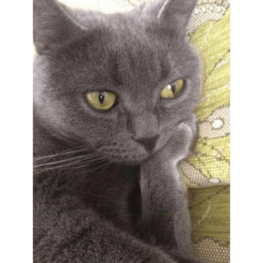Meme kucing 13