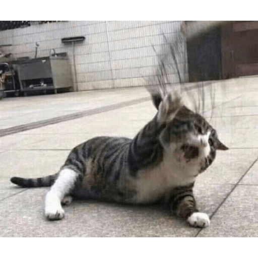 Meme kucing 22