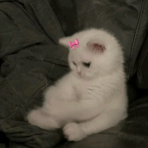 Gatitos 🎀 7