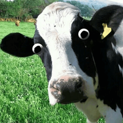 Reações animais  3