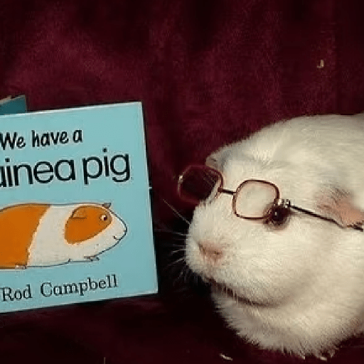 🧿 Hamster ratas roedores🐭🐁🐹🐀 4