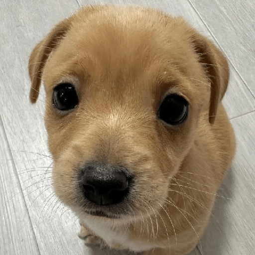 Perritos 🤭 9