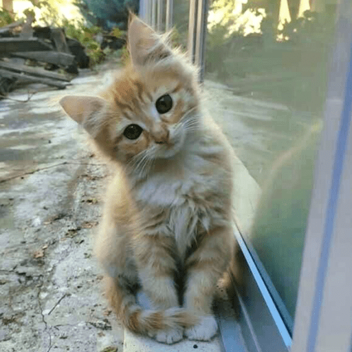 ⌗gatitos  7