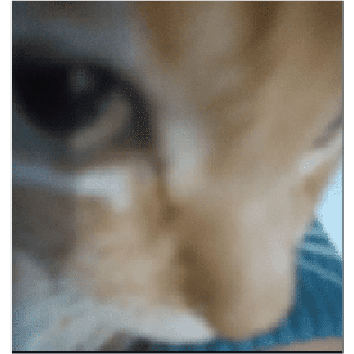 Gatitos 2 8