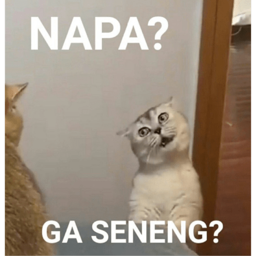 Meme kucing 8
