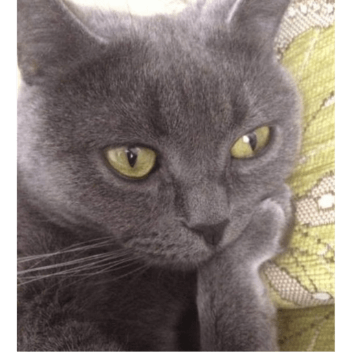 Meme kucing 21