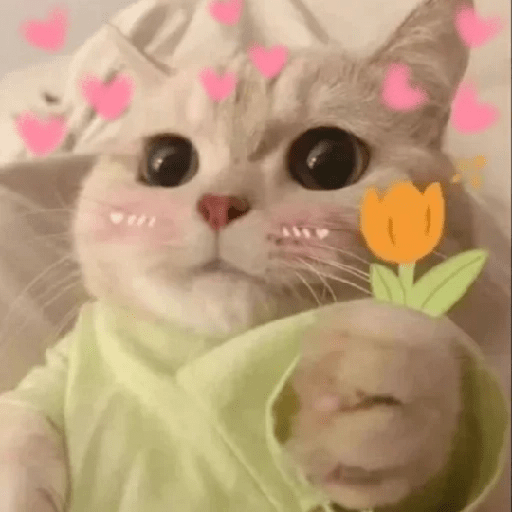 😻 Amor gatuno 💗🥰 10