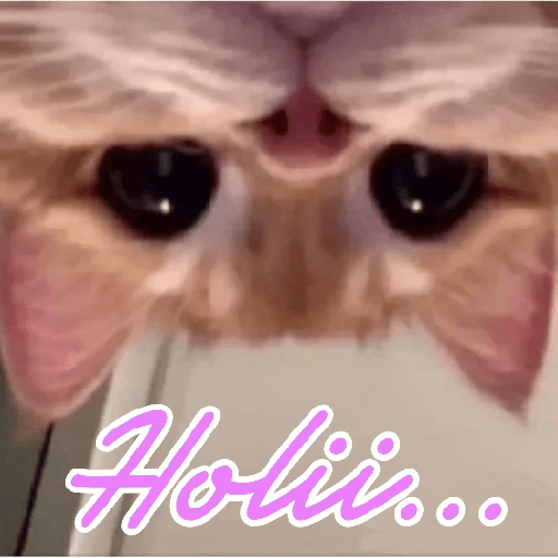 😻 Amor gatuno 💗🥰 14