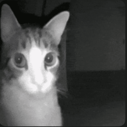 Gato fofos 5